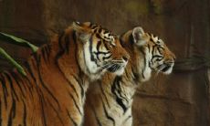 92年猴男98年虎女能结婚吗 婚姻幸福吗