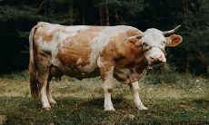 2022年适合生子的属相有哪些