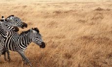 90年马和93年鸡相配不 在一起财运好吗