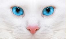 刁克宇姓名评分86分