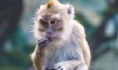 男虎和女猴其实非常配 结婚幸福美满