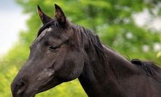 为什么马和鸡结婚注定离婚 二人婚配不吉吗