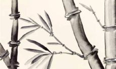 属马人2023年运势及运程 相对稳妥积极面对