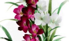 2022年2月25日开张日子好不好 是大吉日子吗