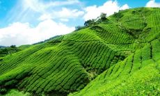 杭国桥姓名评分80分