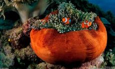 范丰丰姓名评分83分