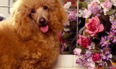 危正国姓名评分89分