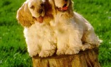 霍正罡姓名评分101分