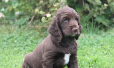 茅剑刚姓名评分82分