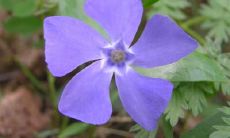 纪虹飞姓名评分86分