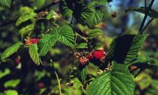 邱毅画姓名评分84分