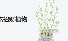 十大阳台化煞招财植物 旺财好养风水好的植物