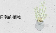 客厅旺宅的植物 招财又好风水的绿植