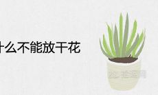 家里为什么不能放干花和假花 对风水影响好吗