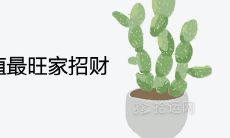 客厅养什么绿植最旺家招财
