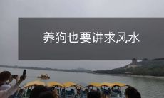 养狗也要讲求风水