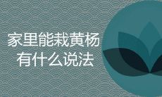 家里为什么不能栽黄杨 有哪些风水禁忌