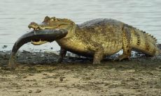 成弘毅姓名评分69分