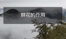 鲜花的作用