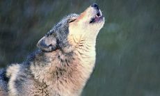 田予苗姓名评分76分