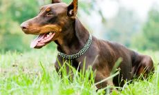 庞静妍姓名评分87分