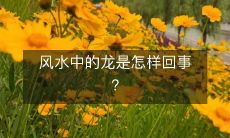 风水中的龙是怎样回事?