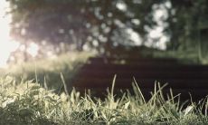 五行完全没木代表什么 补木的方法