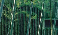 竹子忌讳挂的方位位置 挂哪个方向风水好