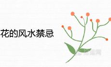 倒挂金钟花的风水禁忌及寓意