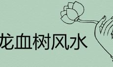 龙血树忌什么属相 风水寓意是什么
