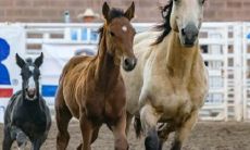 78年属马女注定的情人是什么生肖