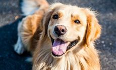 狗先生和牛太太的婚姻结果如何 二人能过一辈子吗