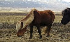 为什么属马的不能嫁马 正缘是什么生肖