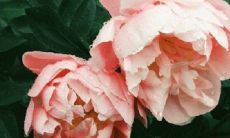 男牛女龙是几等婚姻 能结婚吗