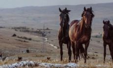 马和鸡为什么是上婚 能白头偕老吗