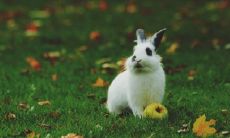 猪和兔的婚姻是一等婚吗 可以白头偕老吗