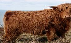 牛男征服不了的属相女 深爱的属相