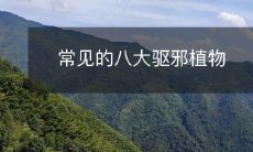 常见的八大驱邪植物