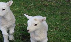 女羊男龙适合做夫妻吗 相克吗