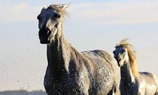 1988女和1990男适合结婚吗 生肖合吗