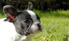 属狗人命中注定的另一半 多少岁遇到正缘