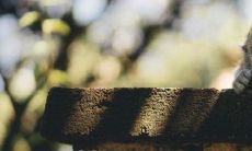 男蛇女猴适合做夫妻吗 是上等婚配吗