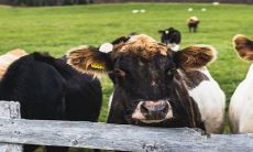 男属牛女属马旺夫吗 婚姻是否相配