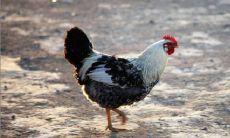 鸡男最容易爱上哪个生肖女 正缘是谁