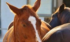 属马女嫁给属牛男会怎样 属相合吗