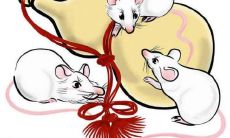 生肖鼠在客厅挂什么画能旺财