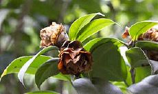 2023年双鱼的生肖鼠全年运势如何