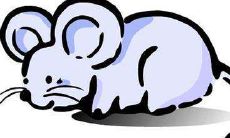 1972年属鼠2021年财运怎么样 属鼠49岁时财运好不好