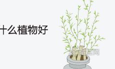 一进门见到什么植物好 招财又旺宅的植物推荐
