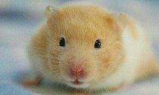 属鼠人2021年5月运势运程详解